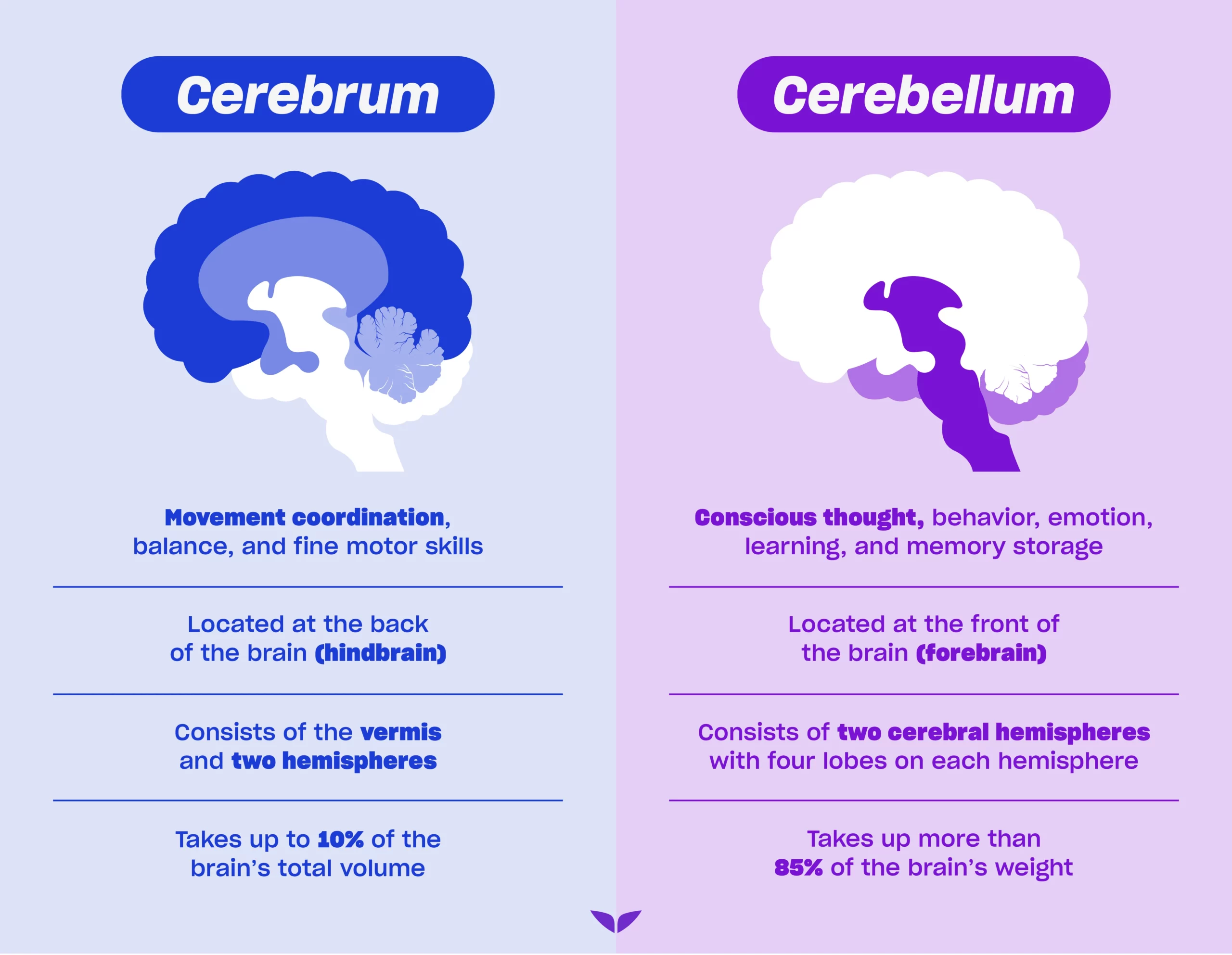 Custom image of cerebrum vs. cerebellum